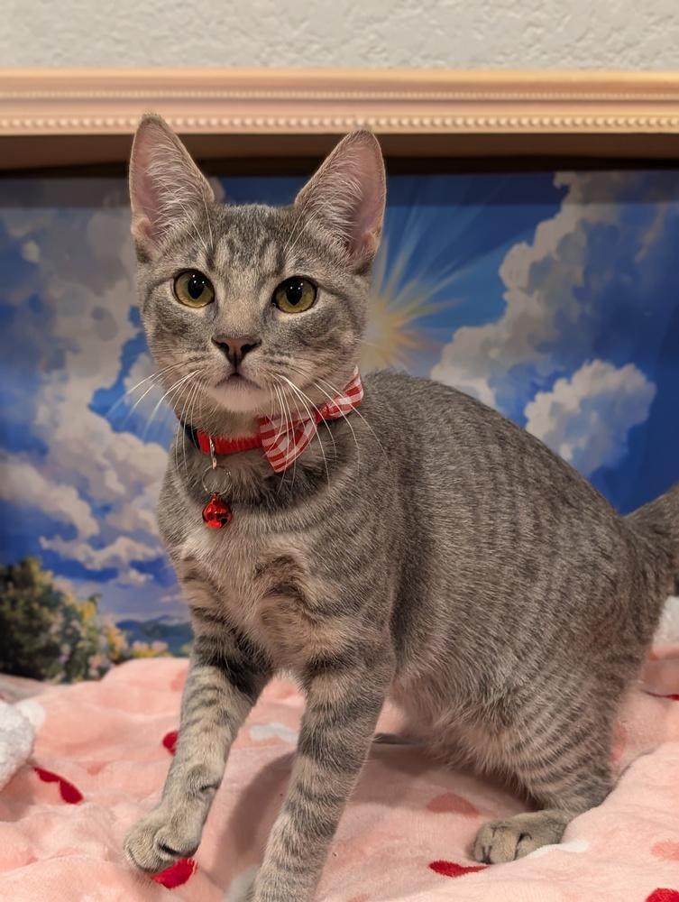 Enlarge Anastasia, an adopted mixed breed in Fremont, CA image 1/6