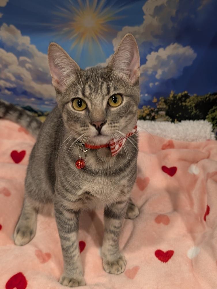 Enlarge Anastasia, an adopted mixed breed in Fremont, CA image 2/6