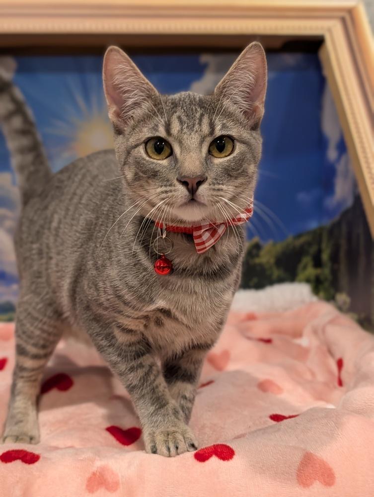 Enlarge Anastasia, an adopted mixed breed in Fremont, CA image 3/6