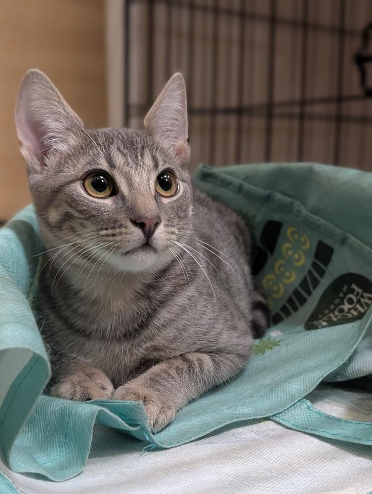 Enlarge Anastasia, an adopted mixed breed in Fremont, CA image 5/6