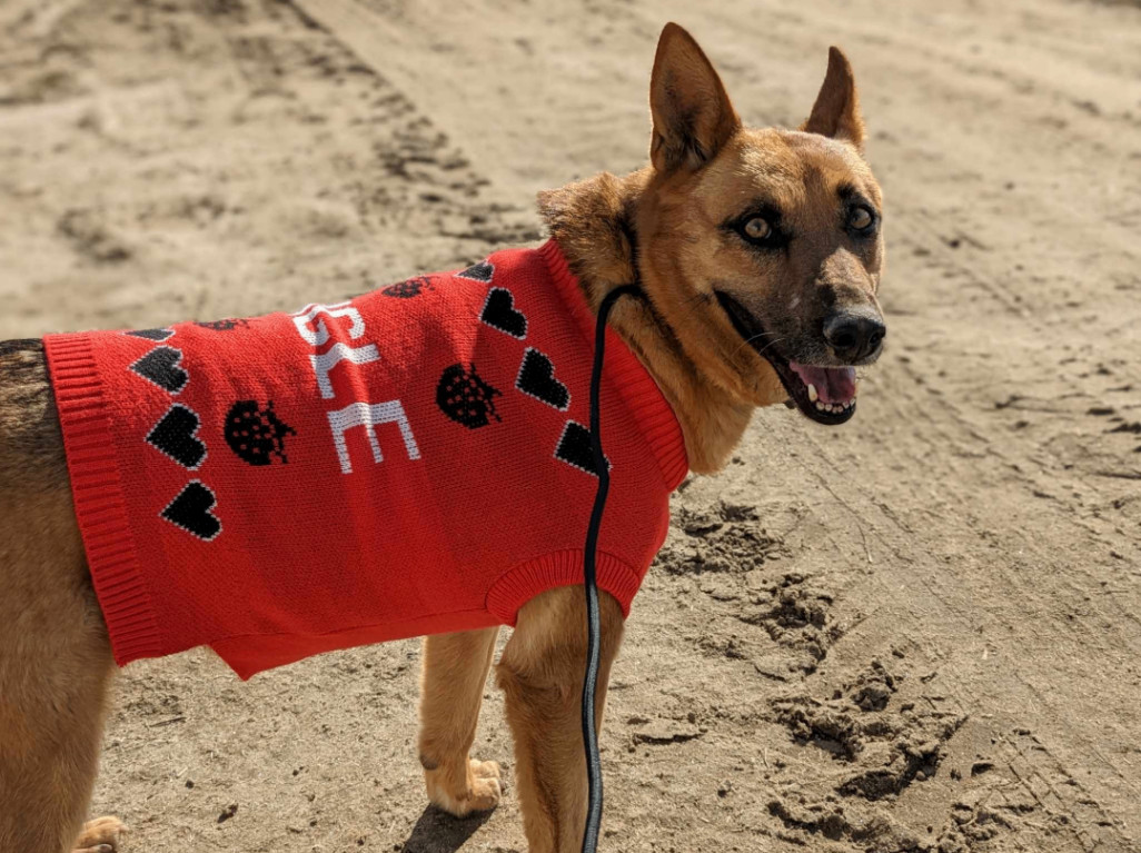 Sassy Pants, Adoptable, Adult Female Shepherd.