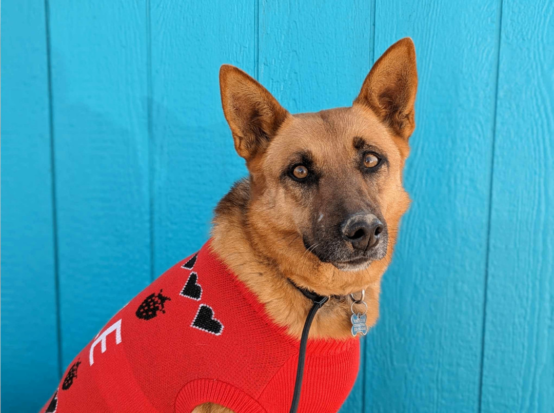 Sassy Pants, a Adoptable mixed breed in San Jose, CA image 2/8