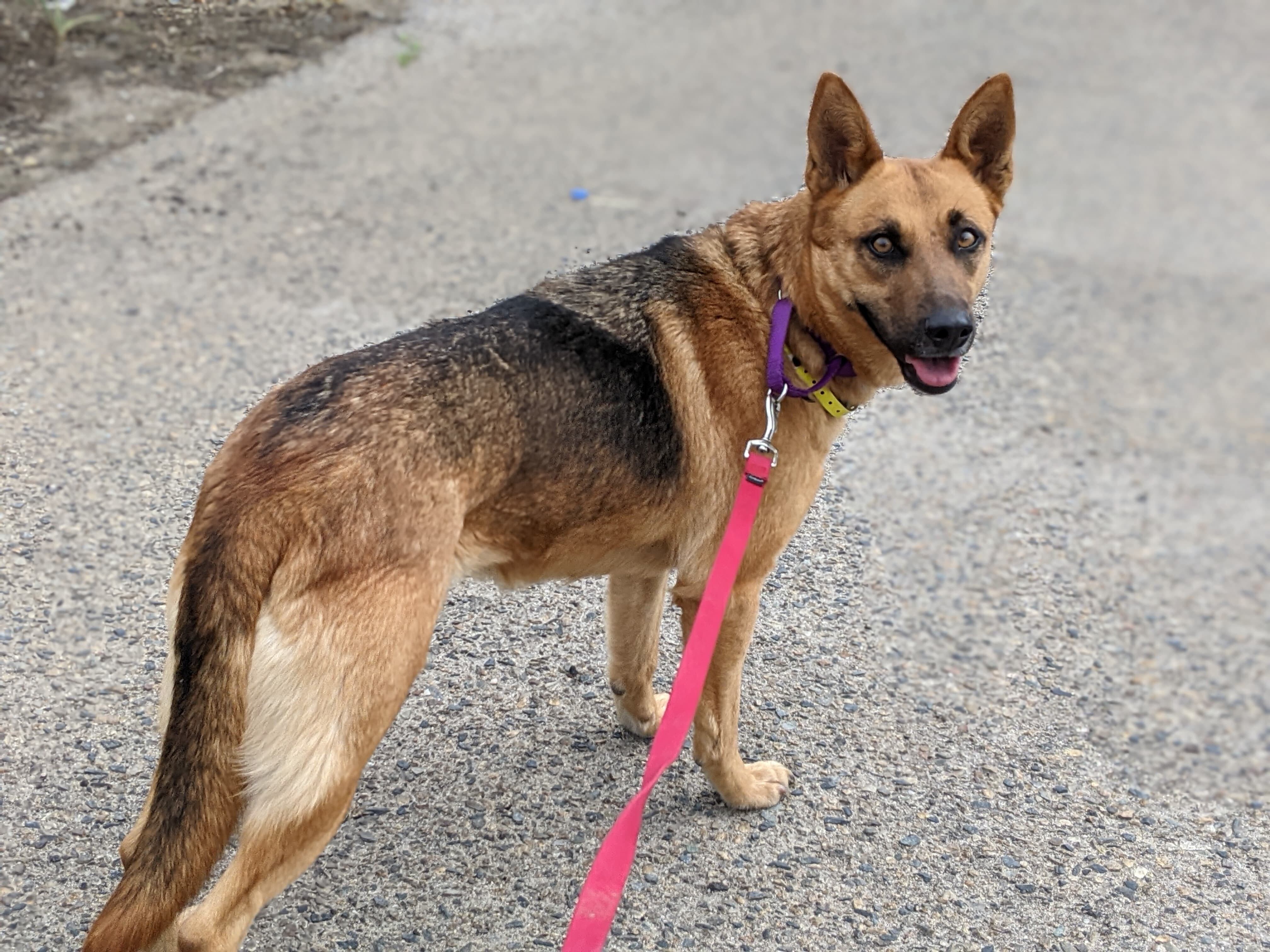 Sassy Pants, Adoptable, Adult Female Shepherd.