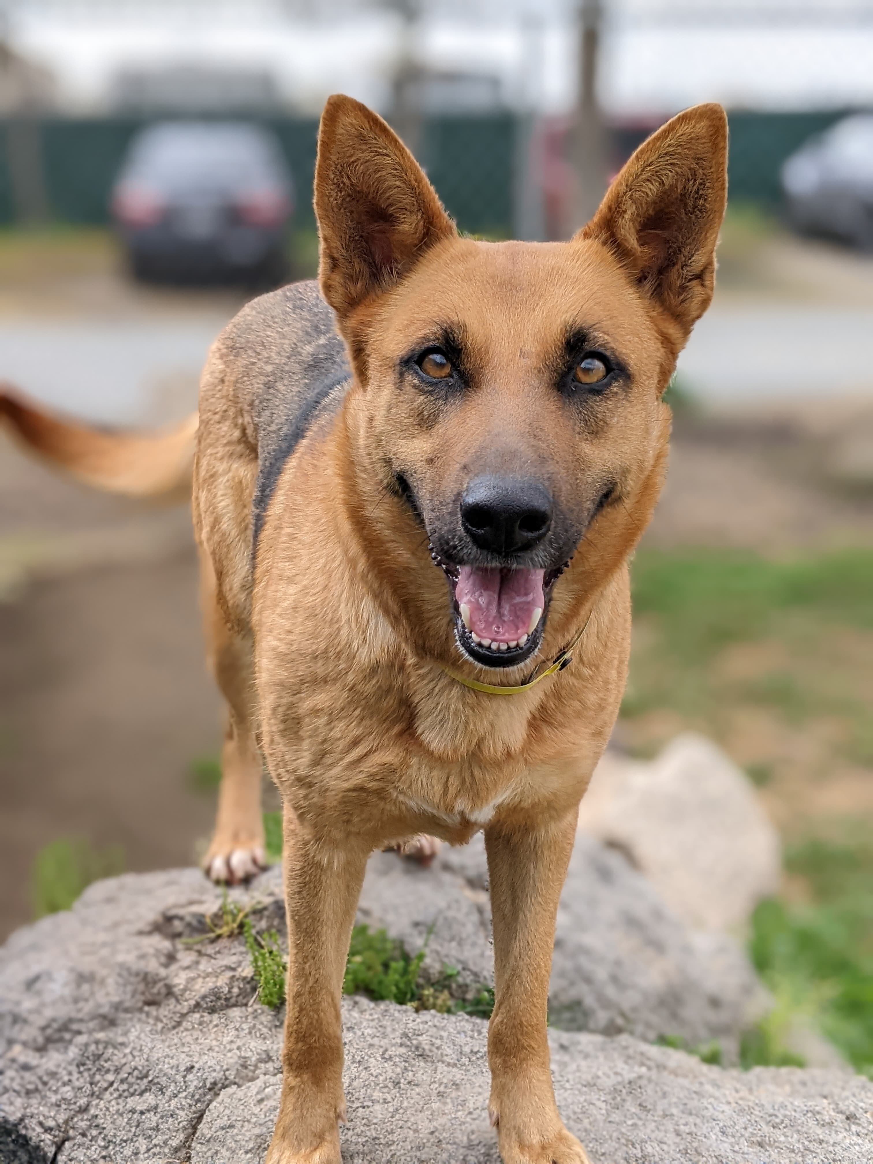 Sassy Pants, a Adoptable mixed breed in San Jose, CA image 4/8