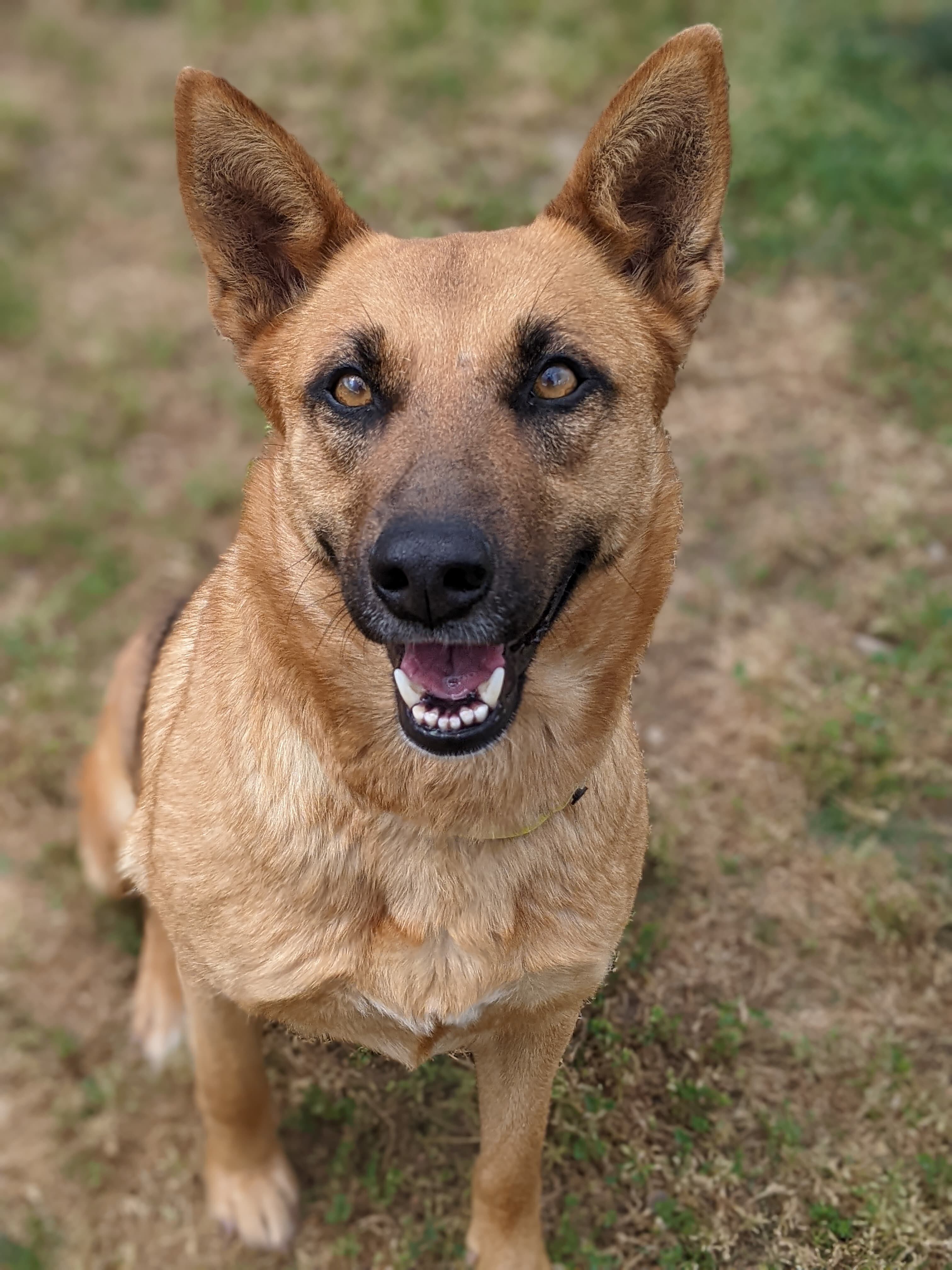 Sassy Pants, a Adoptable mixed breed in San Jose, CA image 5/8