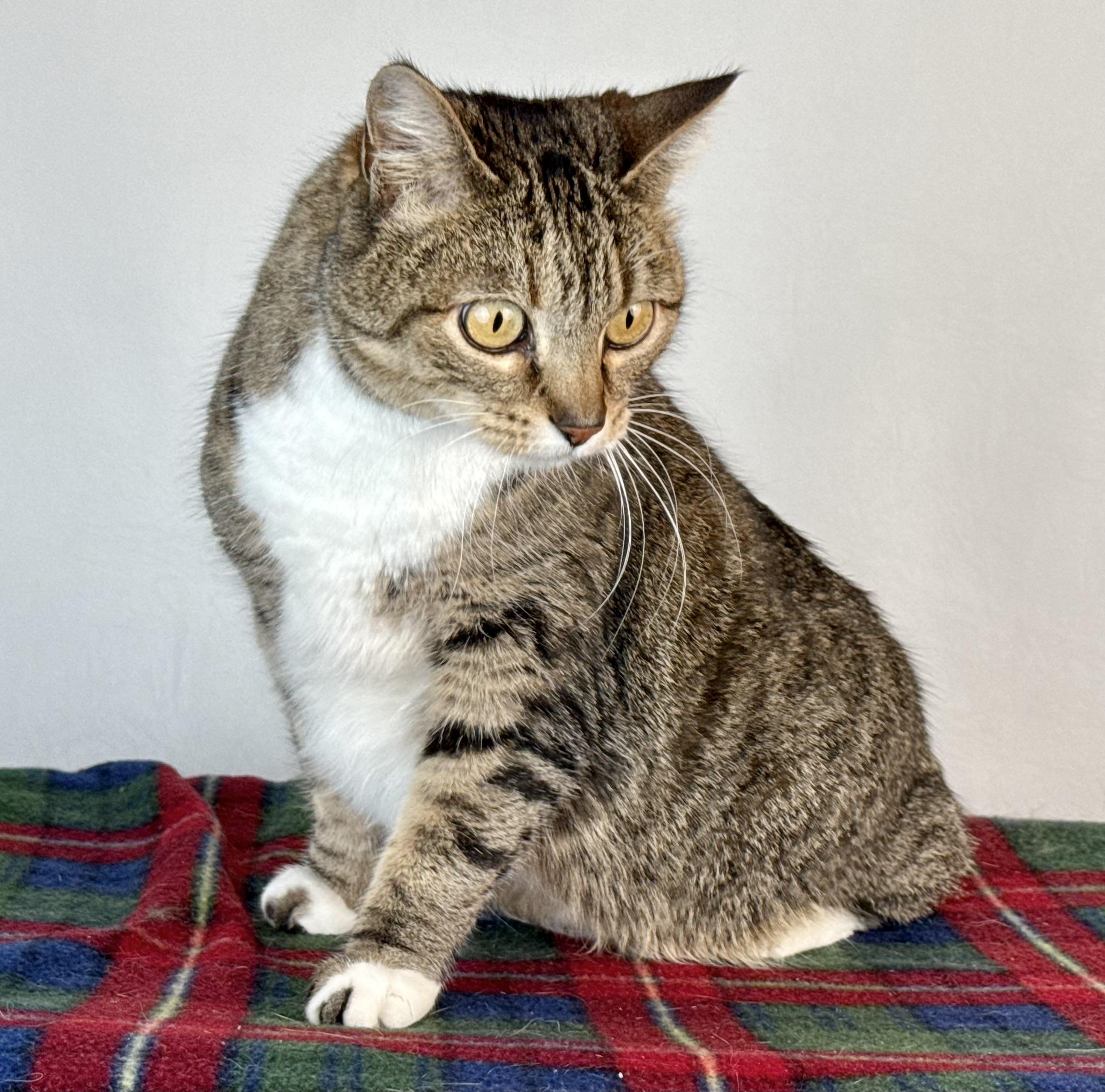 Enlarge Sugar, a Adoptable Domestic Short Hair in Dillon, MT image 1/1
