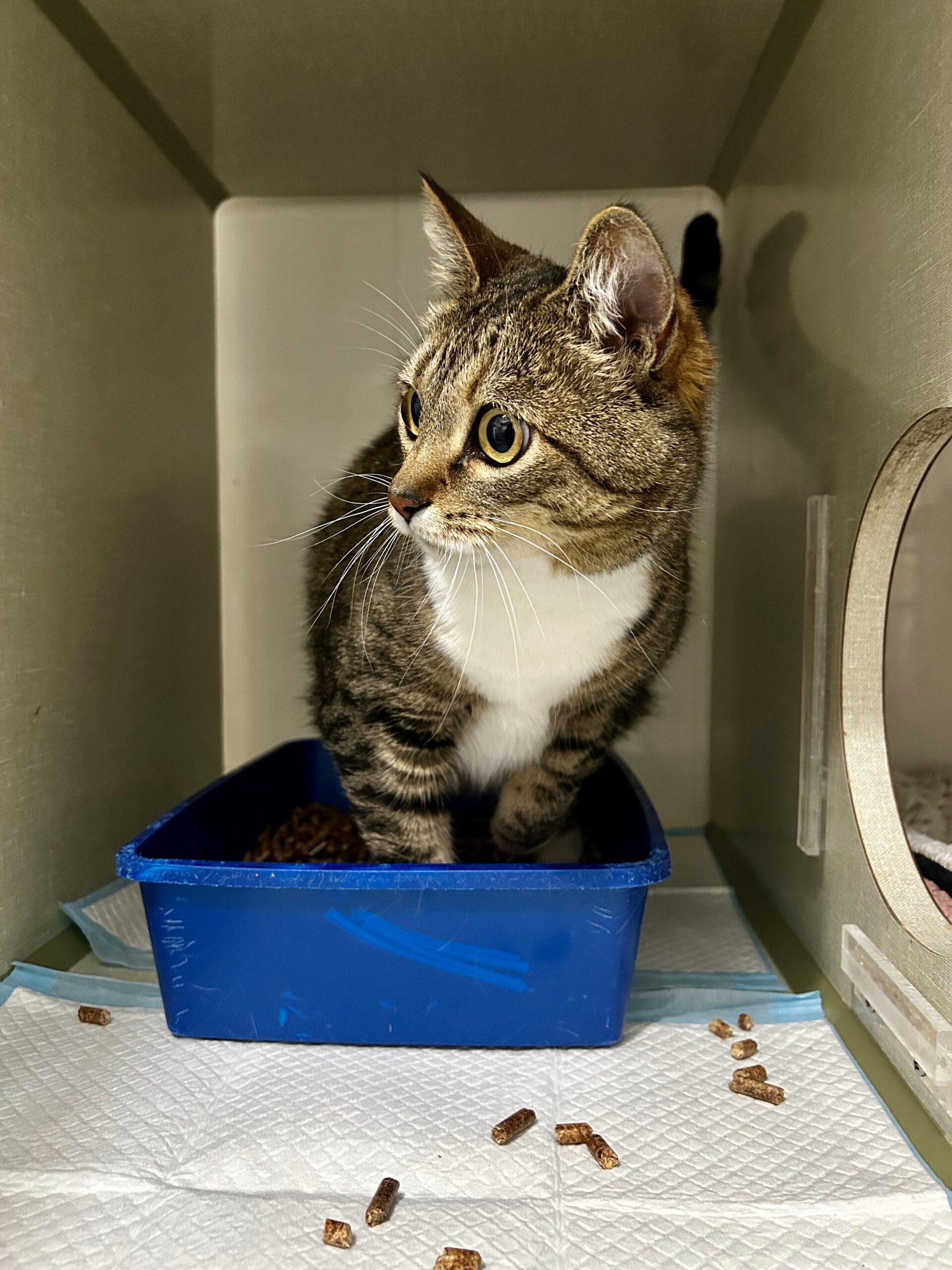 Enlarge Sugar, a Adoptable Domestic Short Hair in Dillon, MT image 1/1