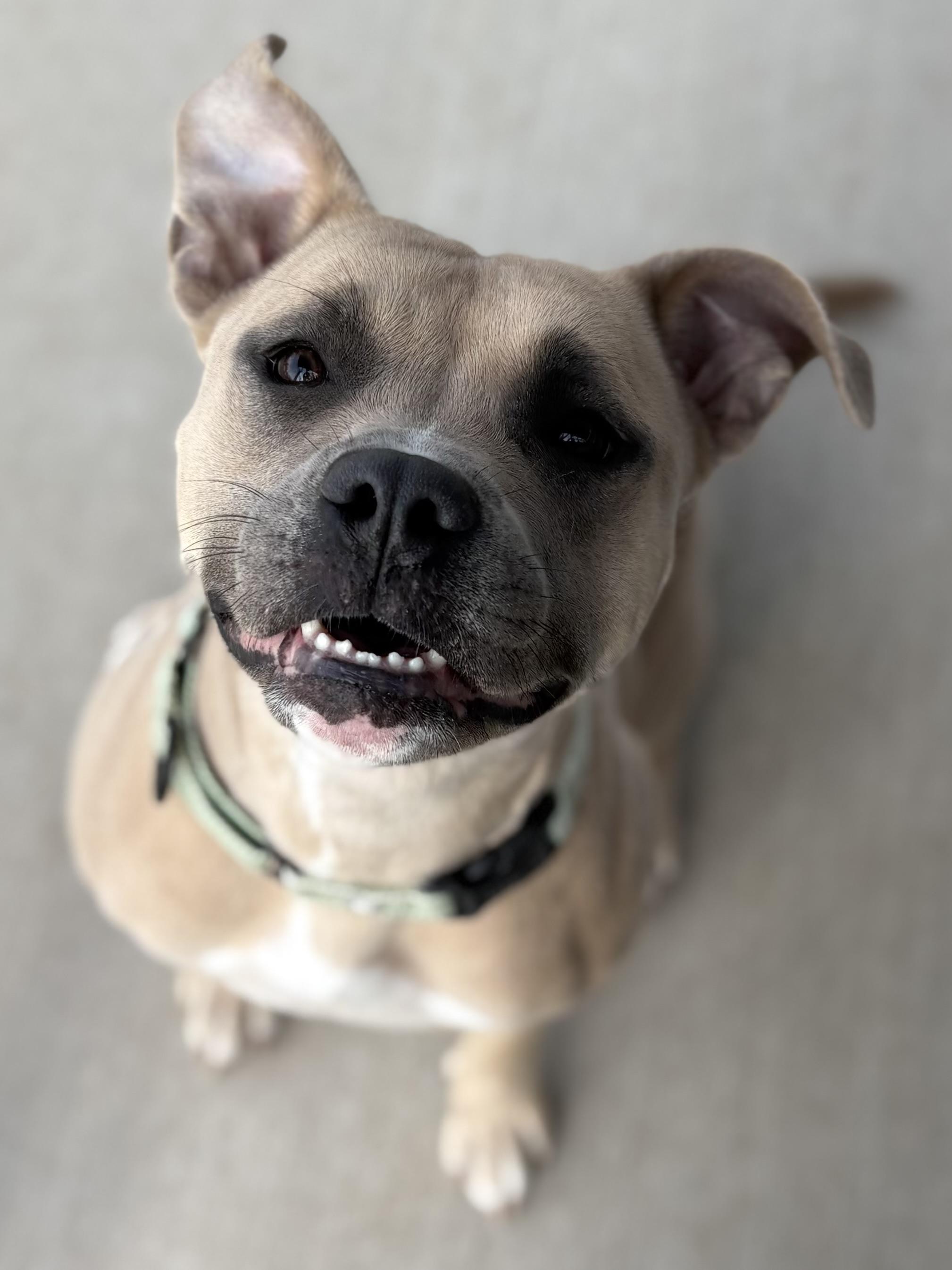 Sherry, a ADOPTABLE mixed breed in Youngstown, OH image 1/2