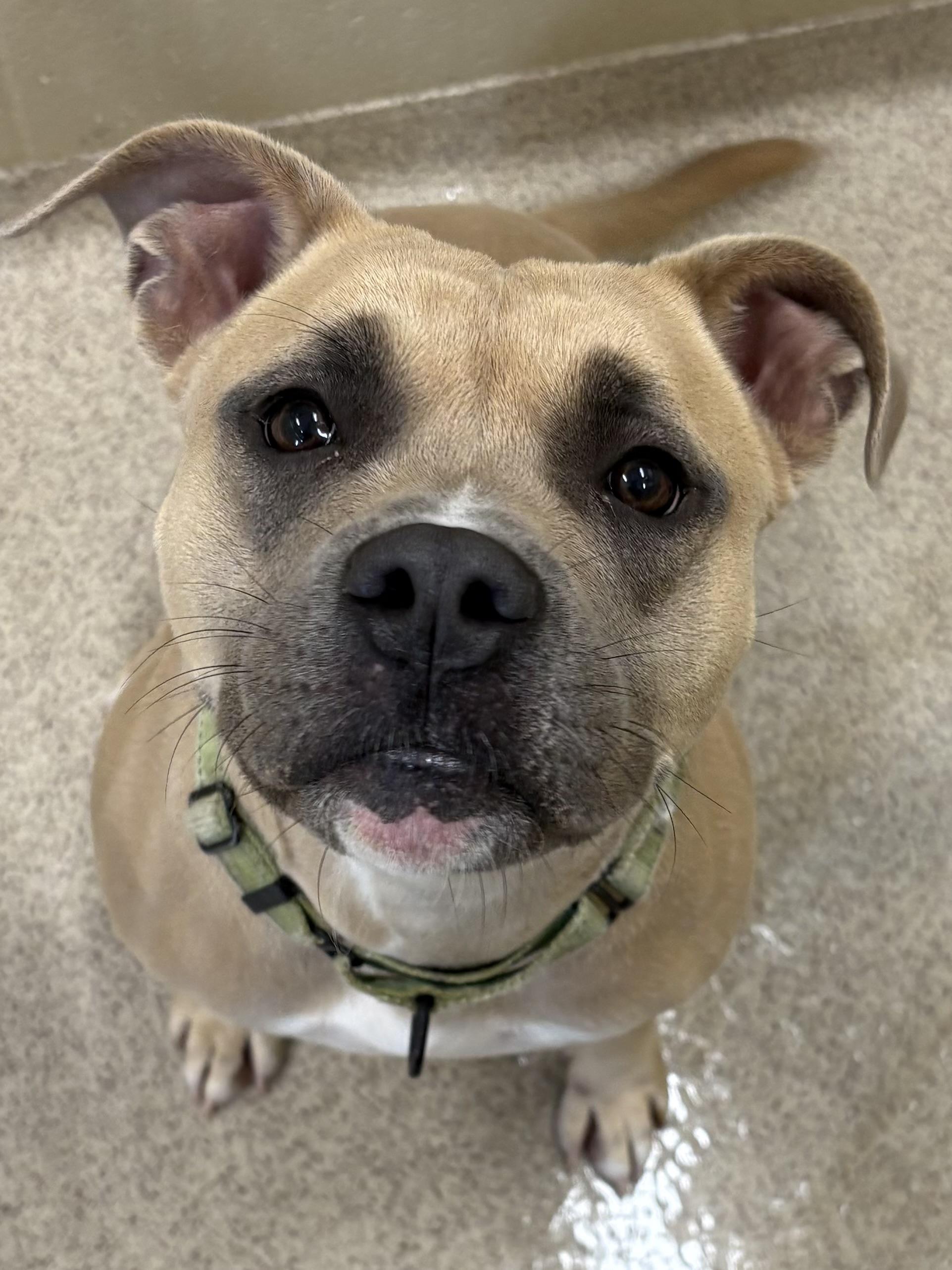 Enlarge Sherry, a ADOPTABLE mixed breed in Youngstown, OH image 4/4