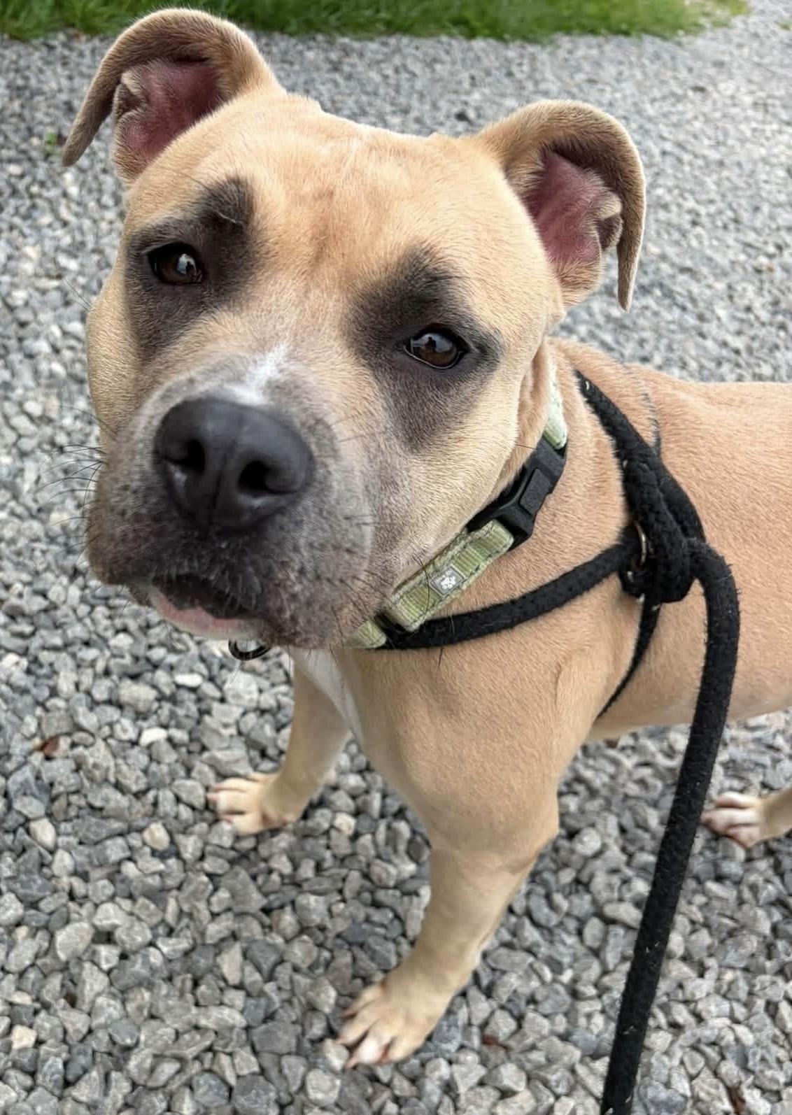 Enlarge Sherry, a ADOPTABLE mixed breed in Youngstown, OH image 1/4