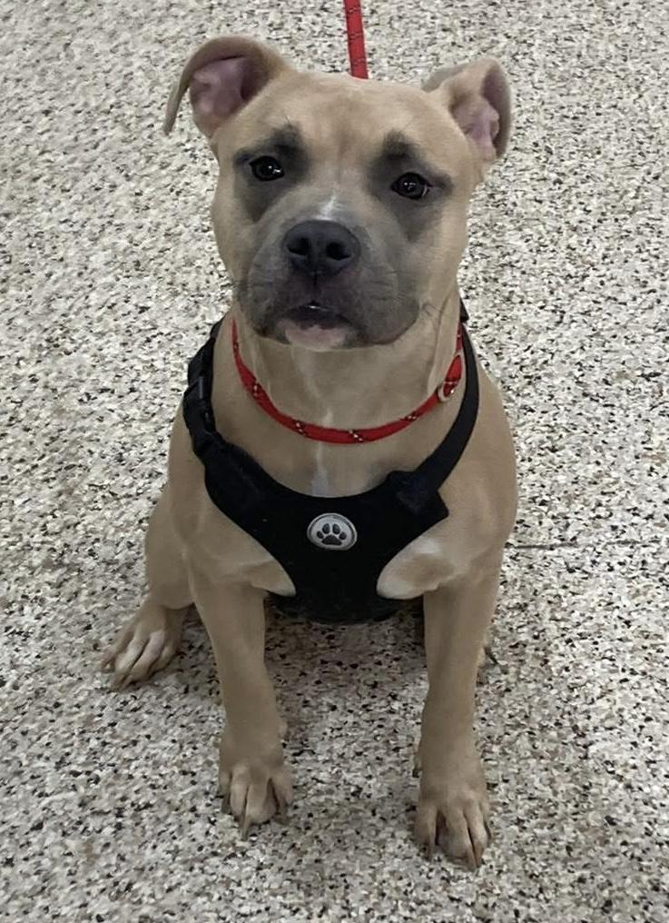 Sherry, a ADOPTABLE mixed breed in Youngstown, OH image 2/2