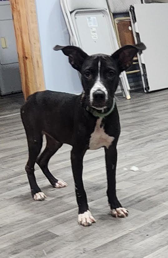 Enlarge midnight, a Adoptable mixed breed in Marshall, AR image 1/6