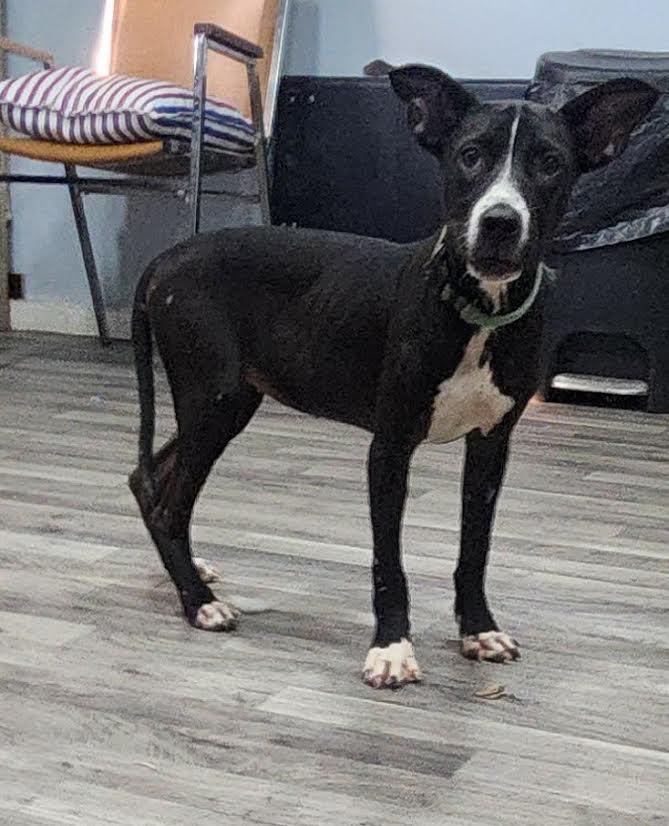 Enlarge midnight, a Adoptable mixed breed in Marshall, AR image 6/6