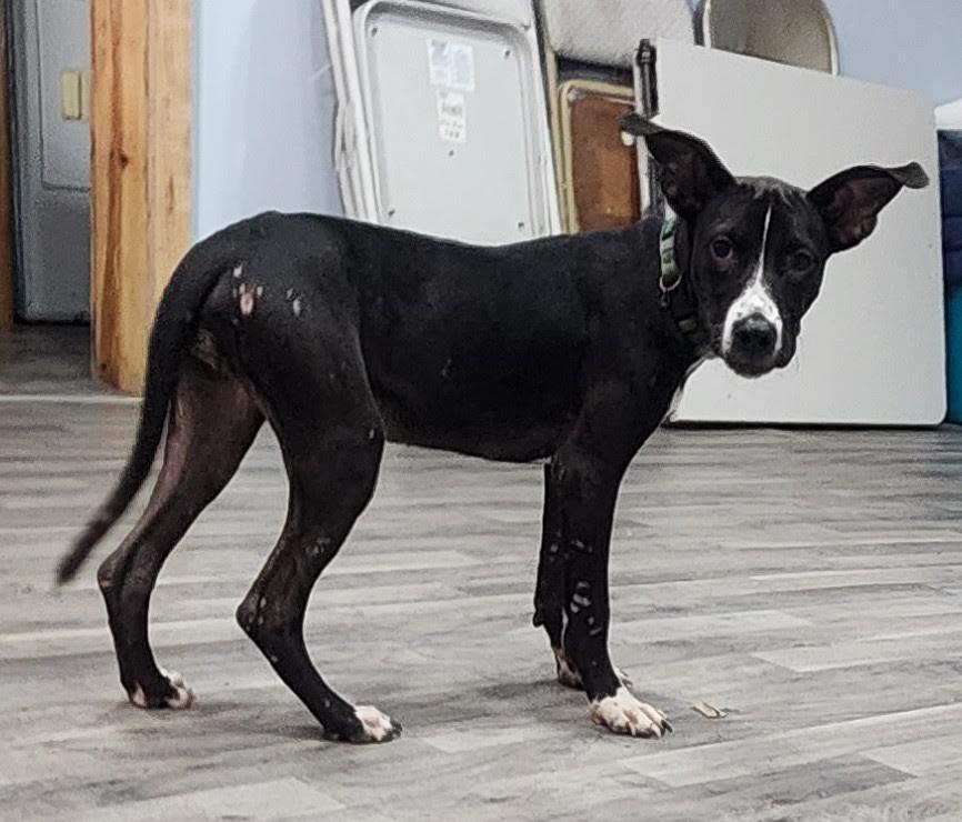 Enlarge midnight, a Adoptable mixed breed in Marshall, AR image 2/6