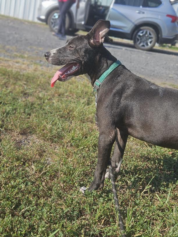 Enlarge midnight, a Adoptable mixed breed in Marshall, AR image 5/6