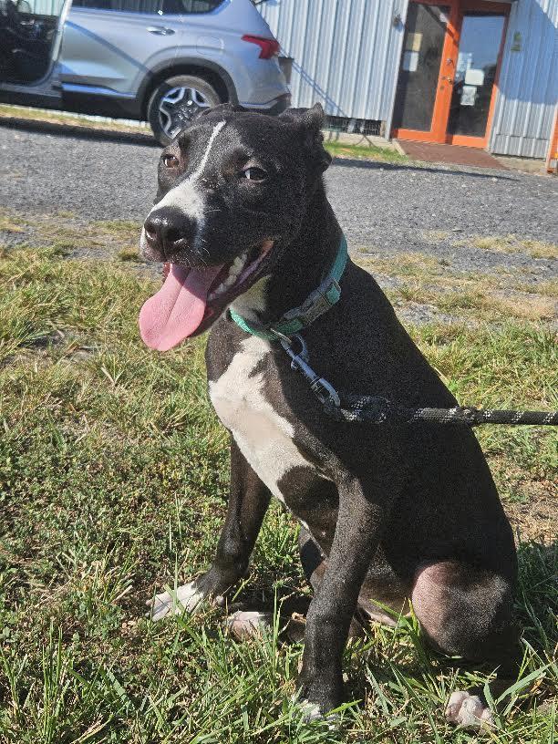 Enlarge midnight, a Adoptable mixed breed in Marshall, AR image 4/6