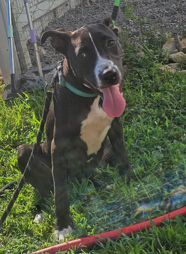 Enlarge midnight, a Adoptable mixed breed in Marshall, AR image 3/6