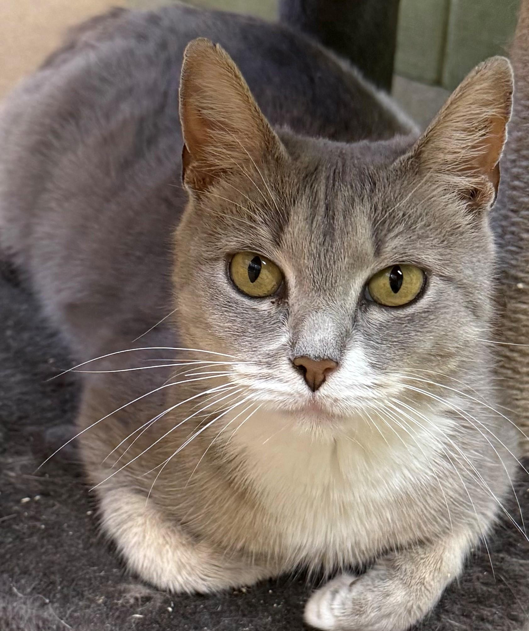 Rice, adopted, Adult Female Domestic Short Hair.