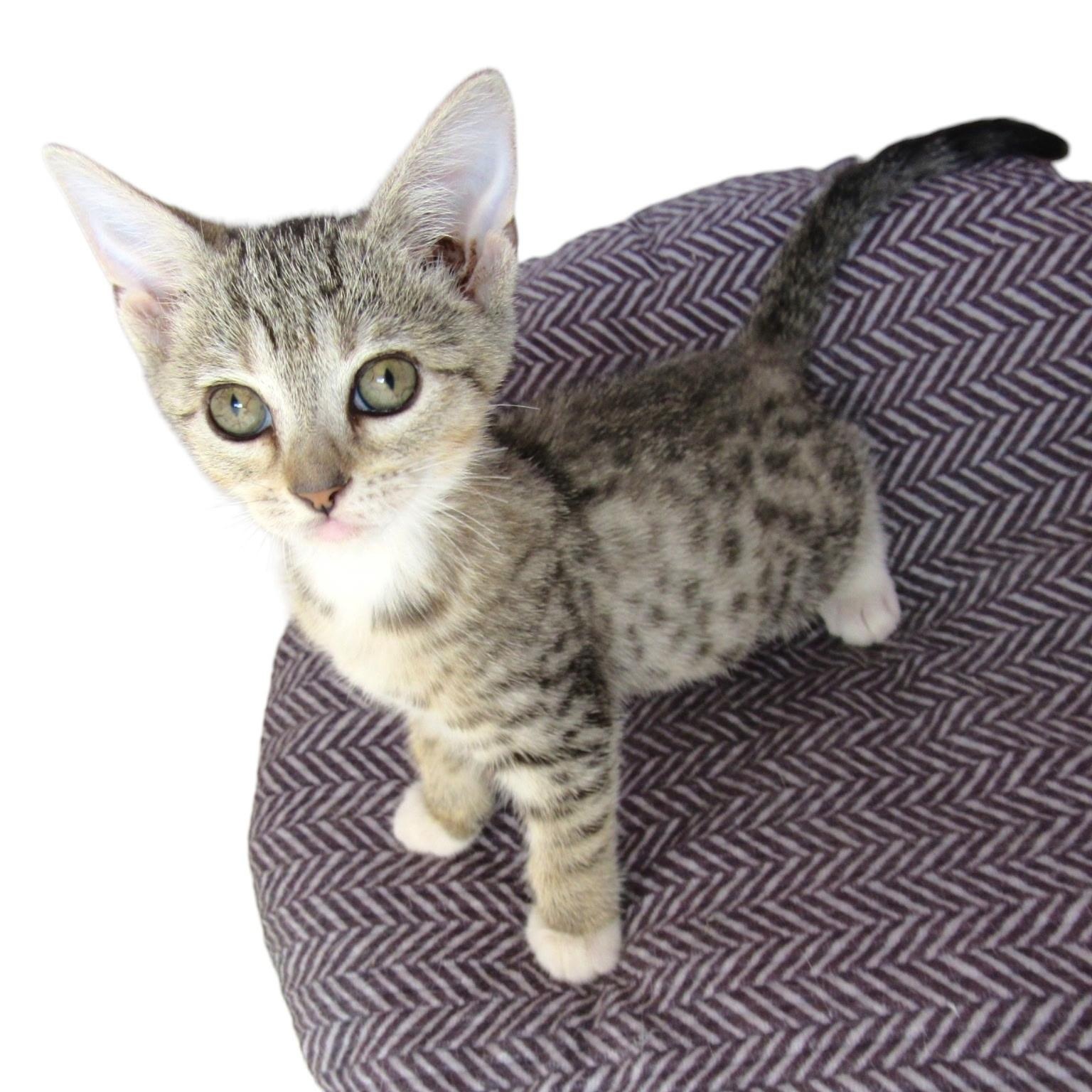Enlarge Lenny, a Adoptable mixed breed in Bangor, ME image 3/6
