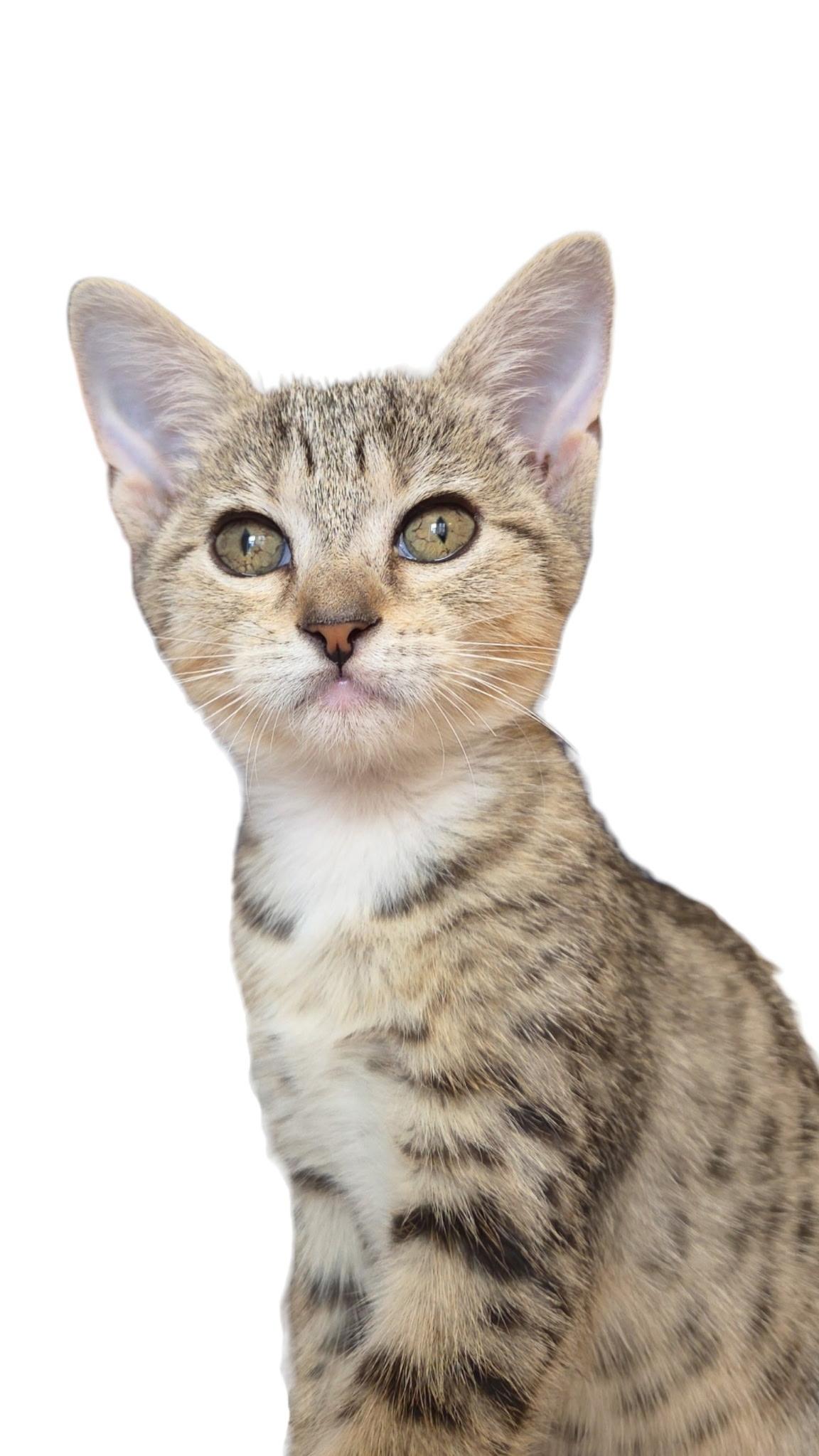 Enlarge Lenny, a Adoptable mixed breed in Bangor, ME image 4/6