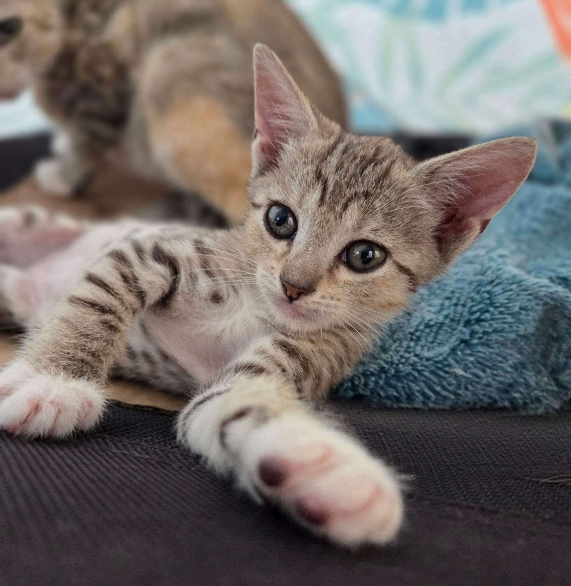 Lenny, Adoptable, Kitten Female Tabby & Domestic Short Hair.