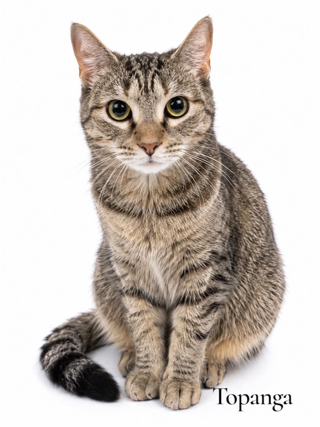 Enlarge Topanga, a ADOPTABLE Domestic Short Hair in Stevensville, MI image 1/1