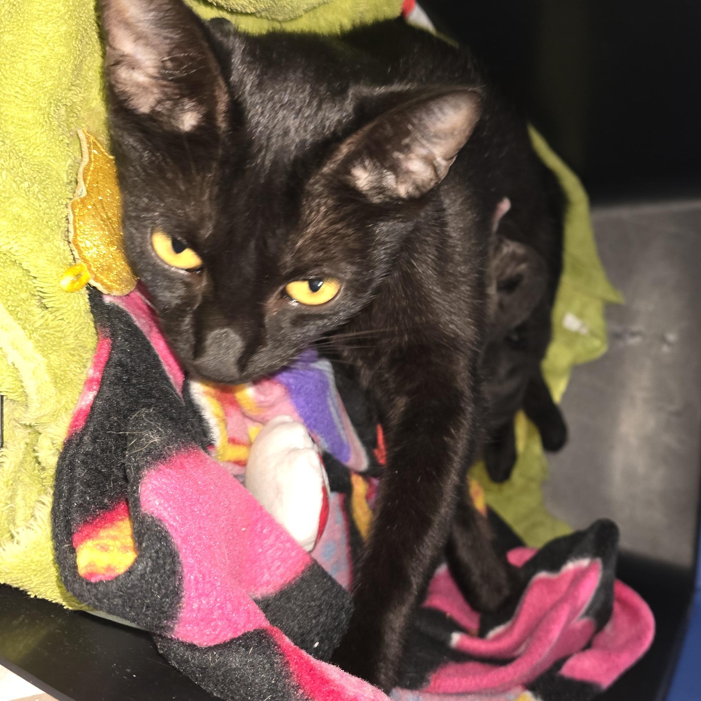 Enlarge Ming and Mini Mings, a Adopted mixed breed in Lubbock, TX image 5/5