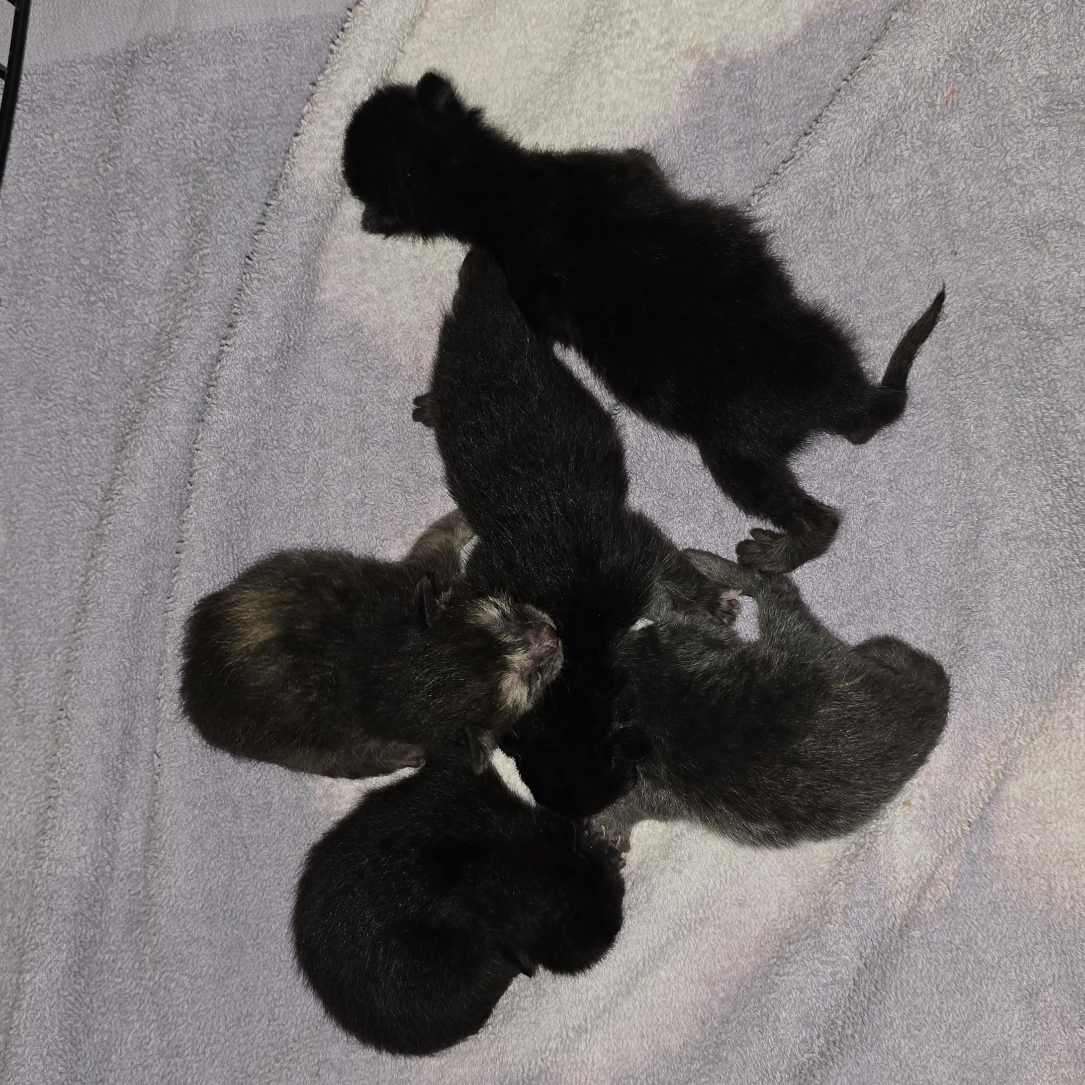 Enlarge Ming and Mini Mings, a Adopted mixed breed in Lubbock, TX image 2/5