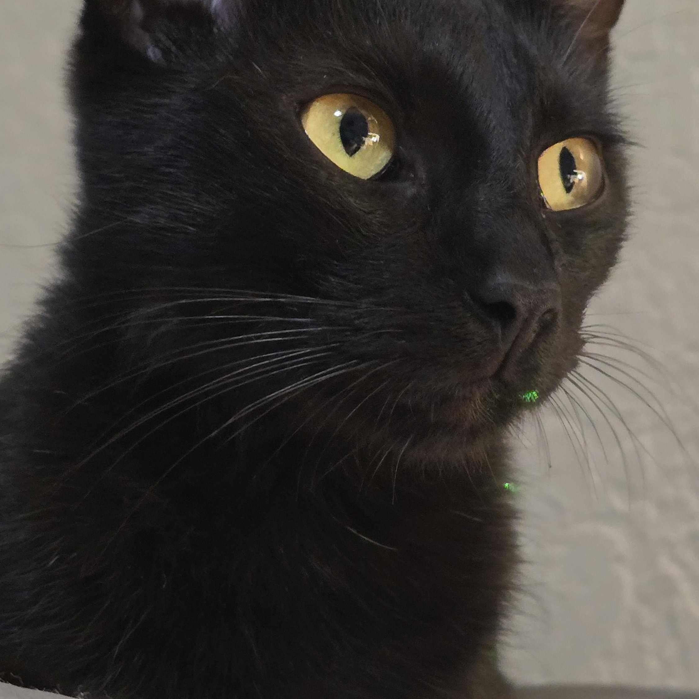 Ming and Mini Mings, Adopted, Adult Female Domestic Short Hair.