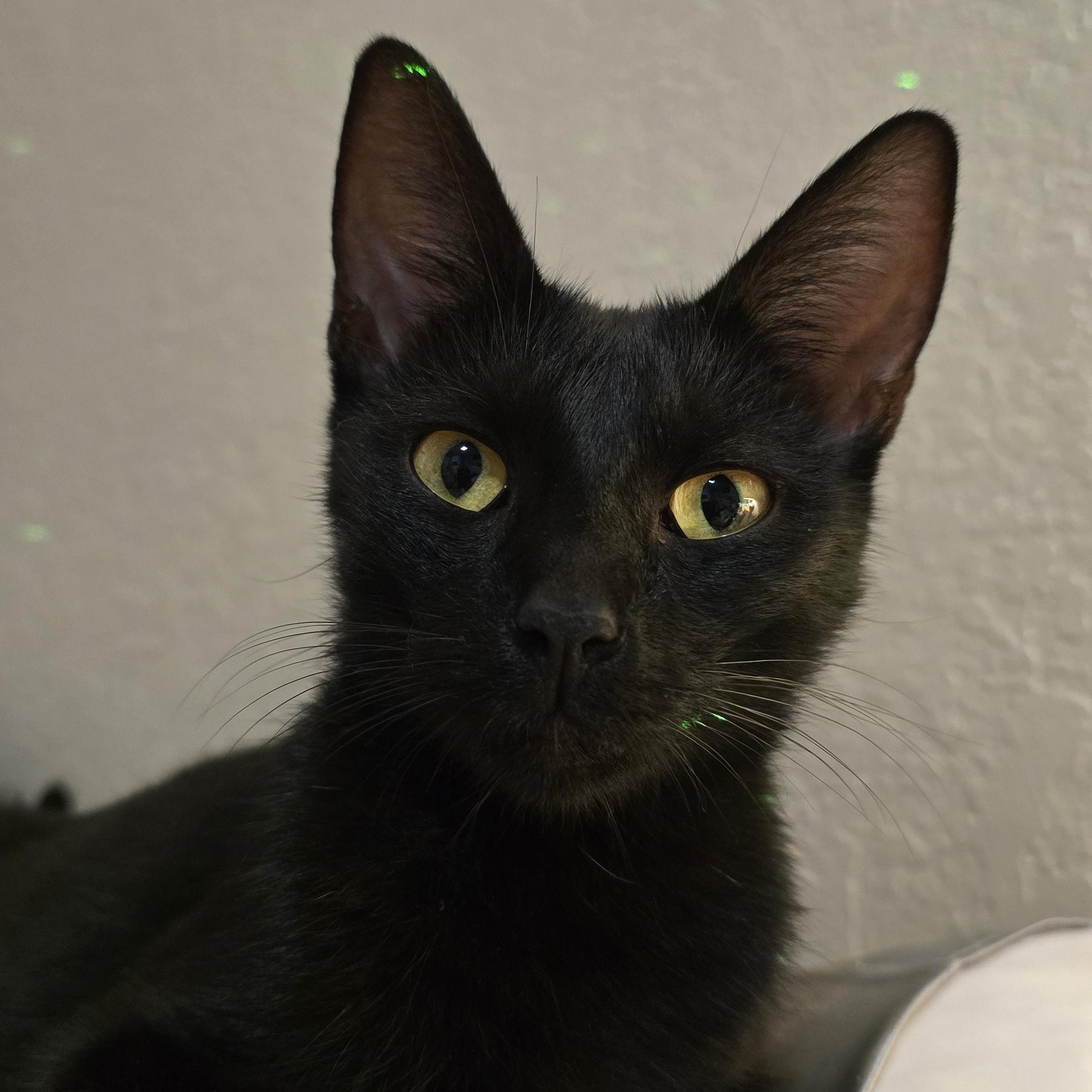 Enlarge Ming and Mini Mings, a Adopted mixed breed in Lubbock, TX image 1/5