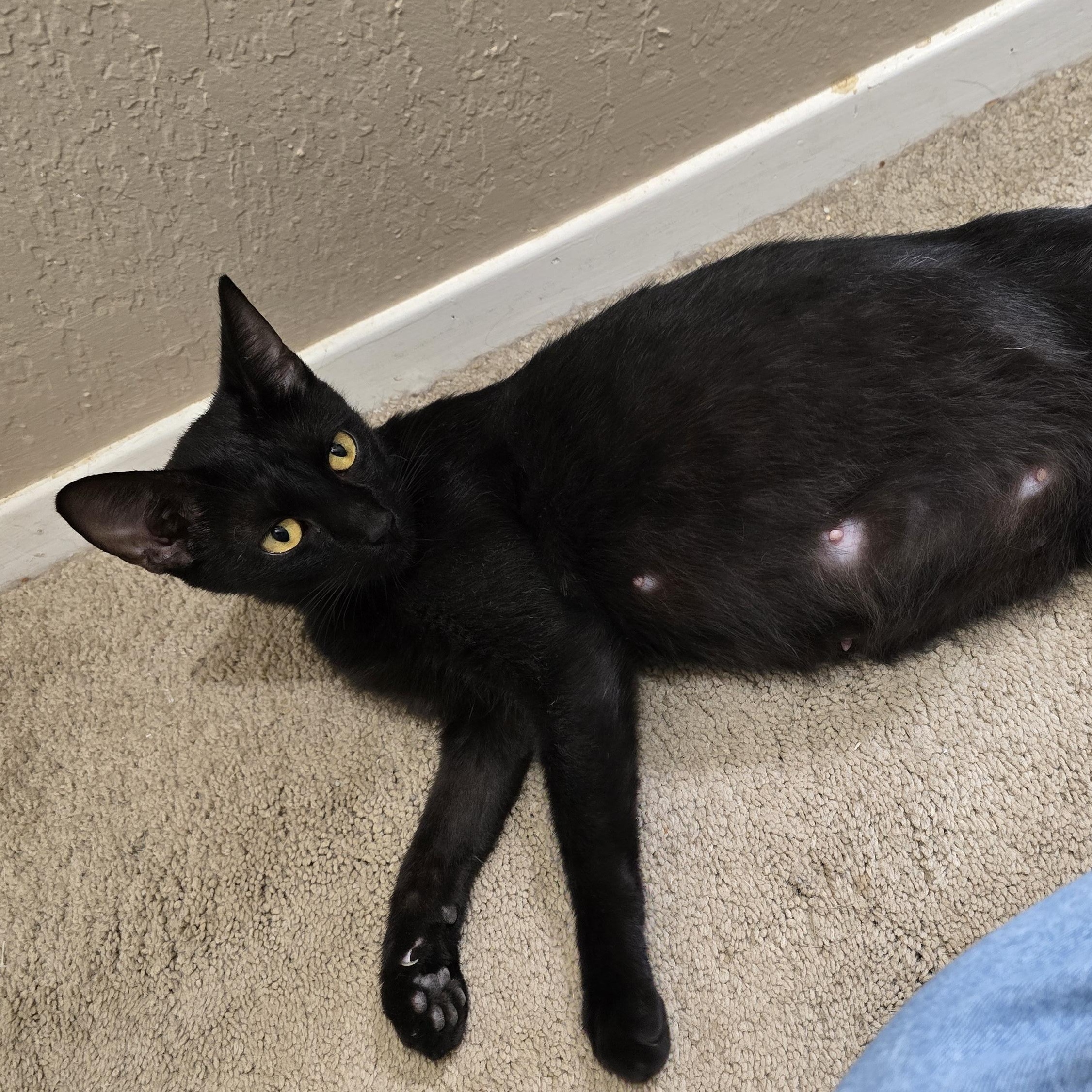 Enlarge Ming and Mini Mings, a Adopted mixed breed in Lubbock, TX image 4/5