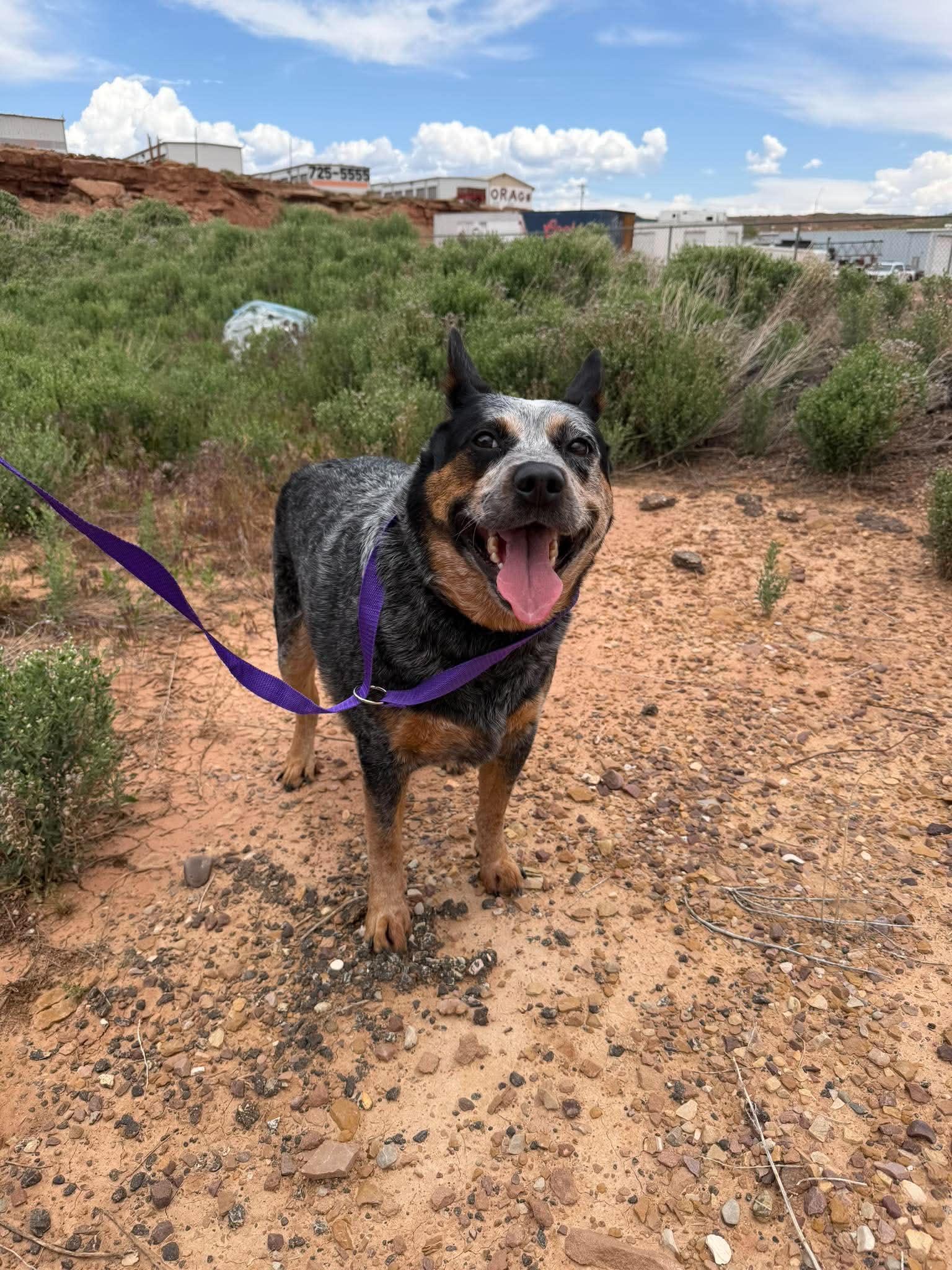 Caesar, a ADOPTABLE Australian Cattle Dog / Blue Heeler in Roosevelt, UT image 3/3