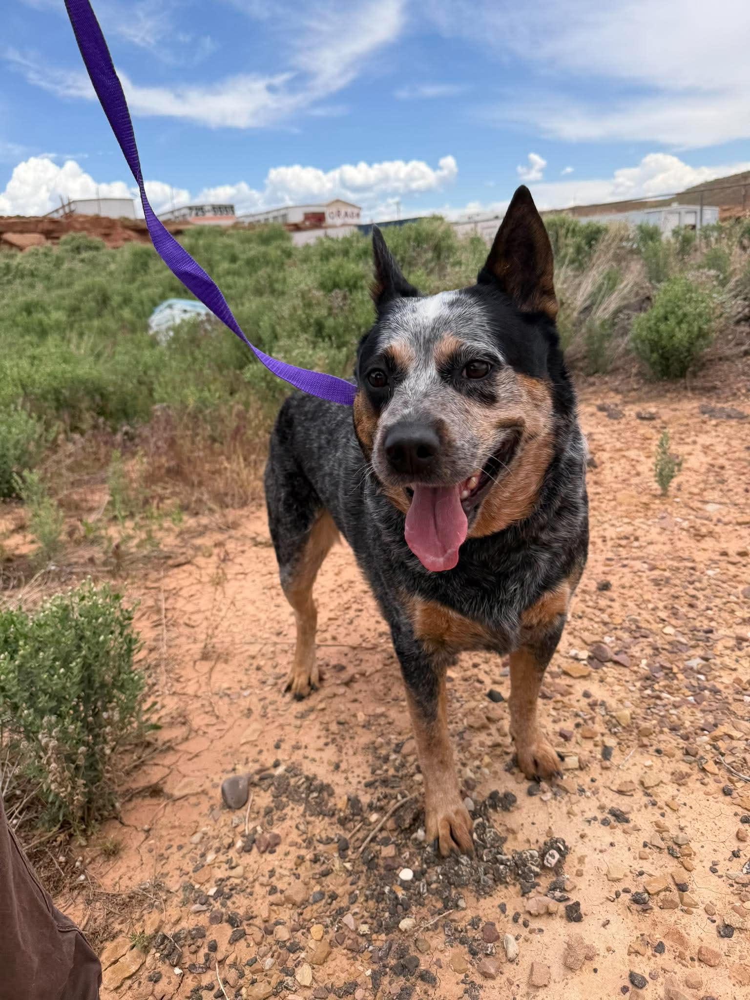 Caesar, a ADOPTABLE Australian Cattle Dog / Blue Heeler in Roosevelt, UT image 2/3