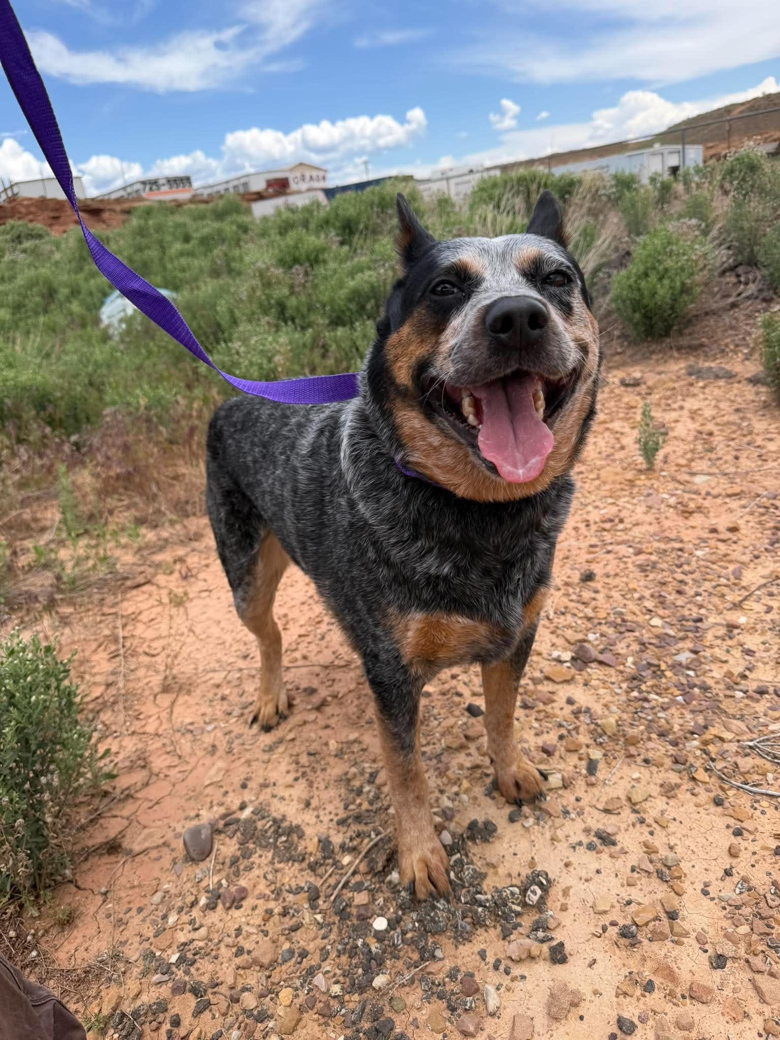 Caesar, a ADOPTABLE Australian Cattle Dog / Blue Heeler in Roosevelt, UT image 1/3