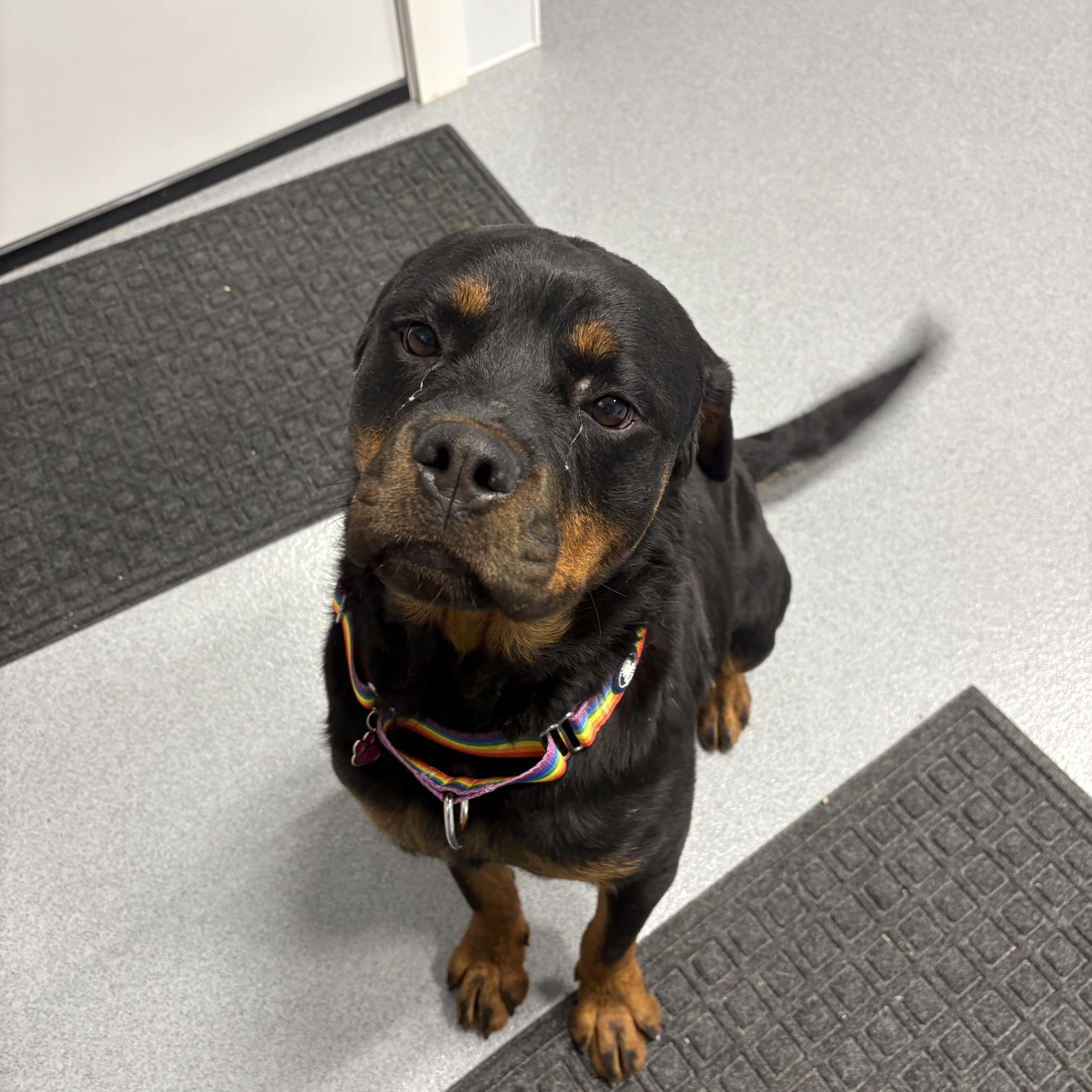 Enlarge Bubbles, a ADOPTABLE mixed breed in Grafton, OH image 3/5