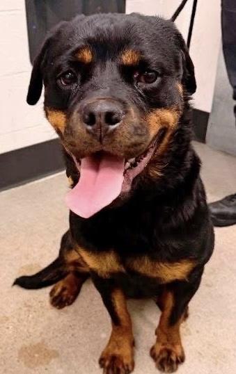 Enlarge Bubbles, a ADOPTABLE mixed breed in Grafton, OH image 1/5