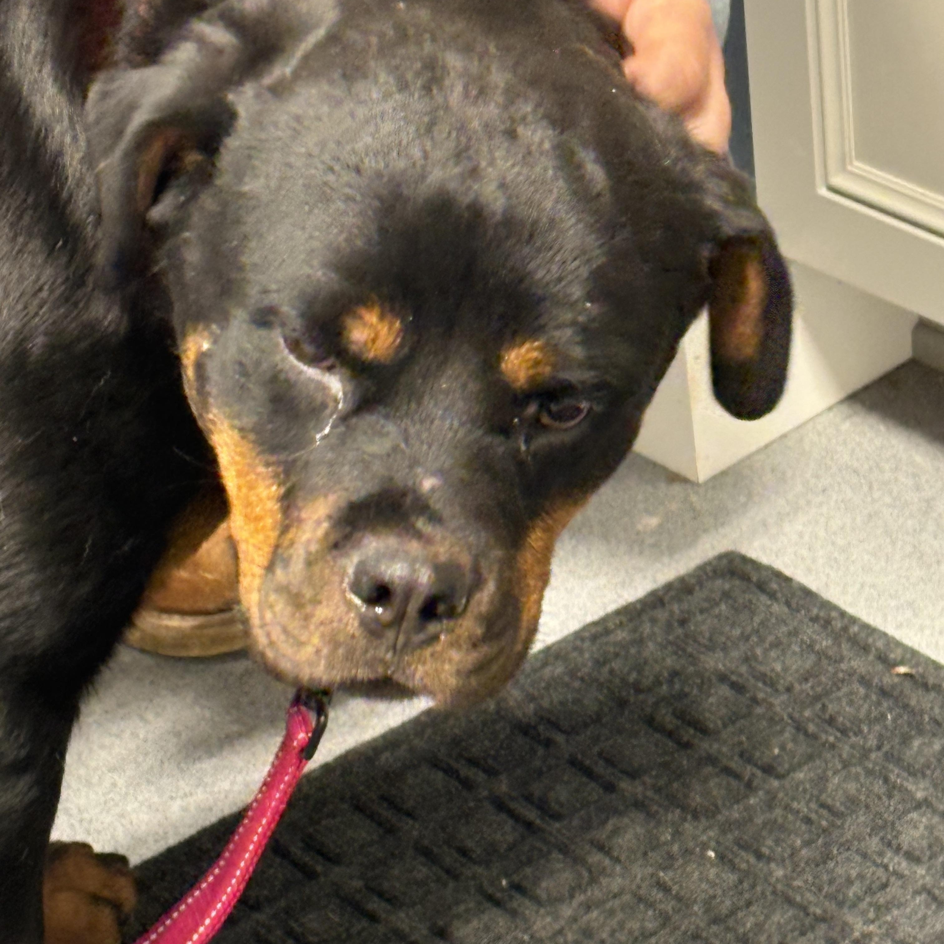 Enlarge Bubbles, a ADOPTABLE mixed breed in Grafton, OH image 4/5