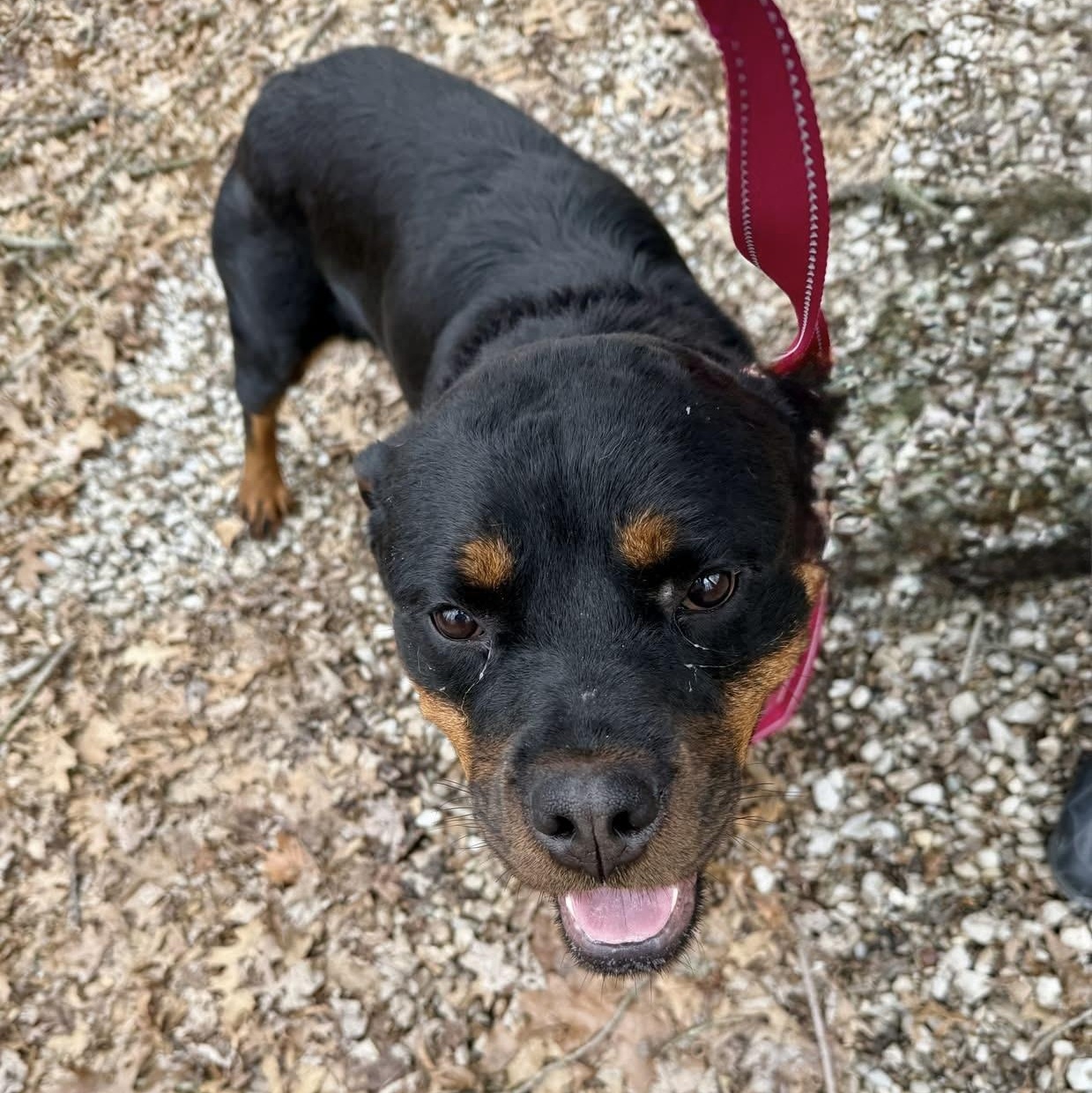 Enlarge Bubbles, a ADOPTABLE mixed breed in Grafton, OH image 5/5