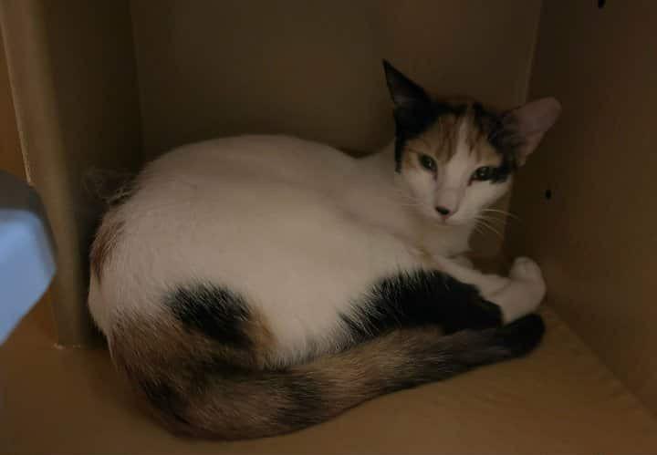 Zaha, Young Female Domestic Short Hair