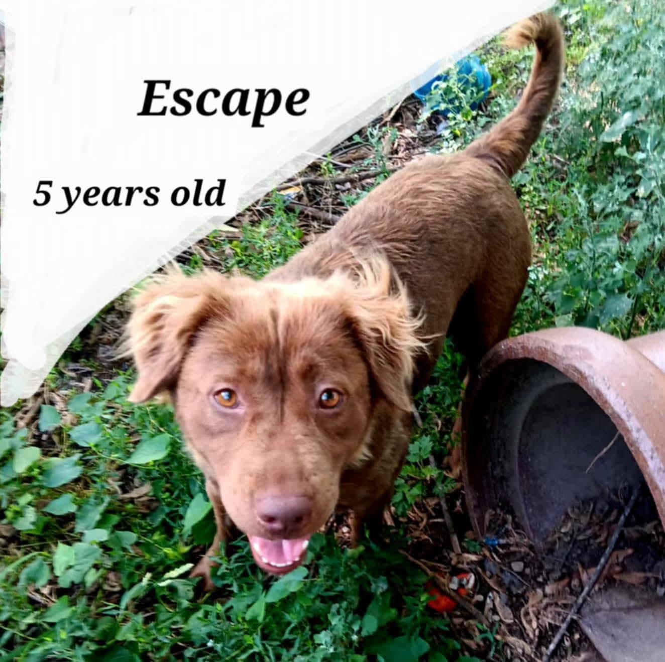 Enlarge Escape, a Adoptable mixed breed in Lexington, MO image 1/1