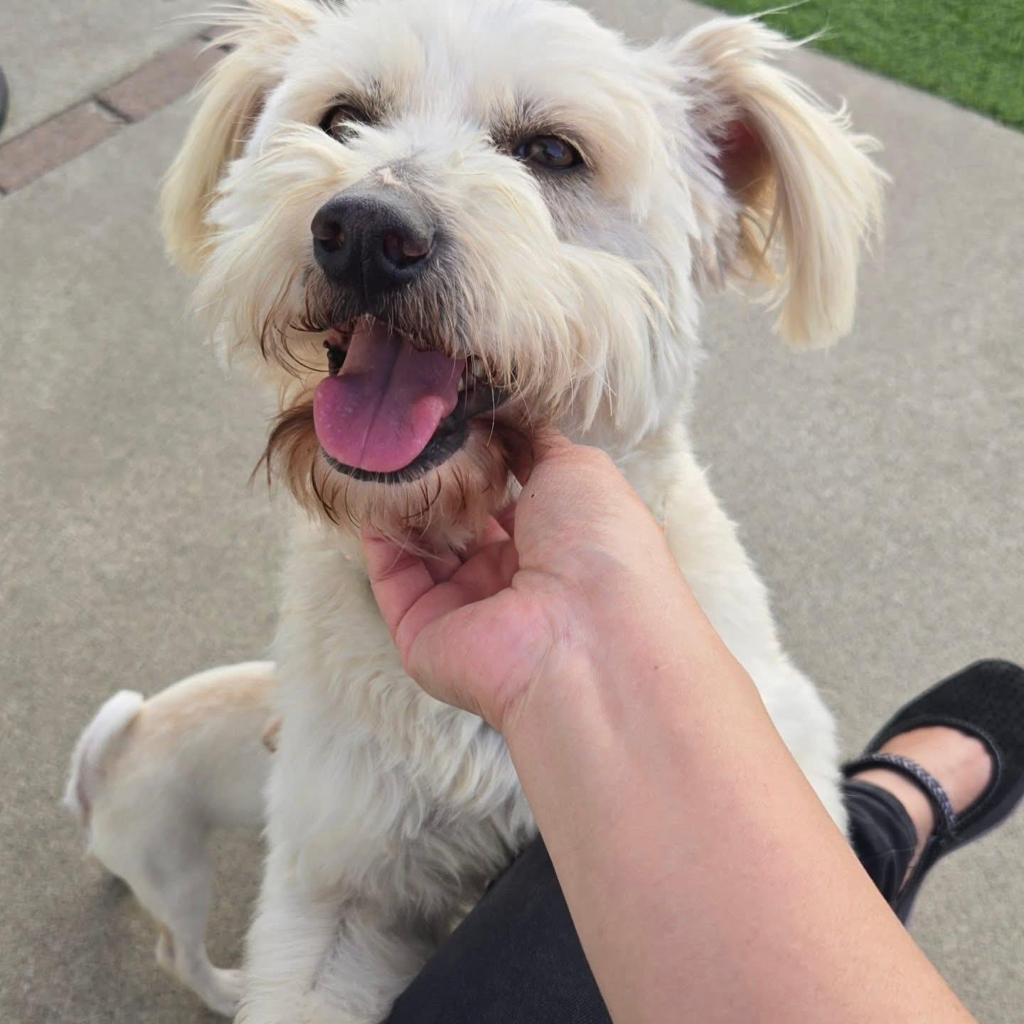 14 Soft Hair Wheaton Terrier Royalty-Free Images, Stock Photos