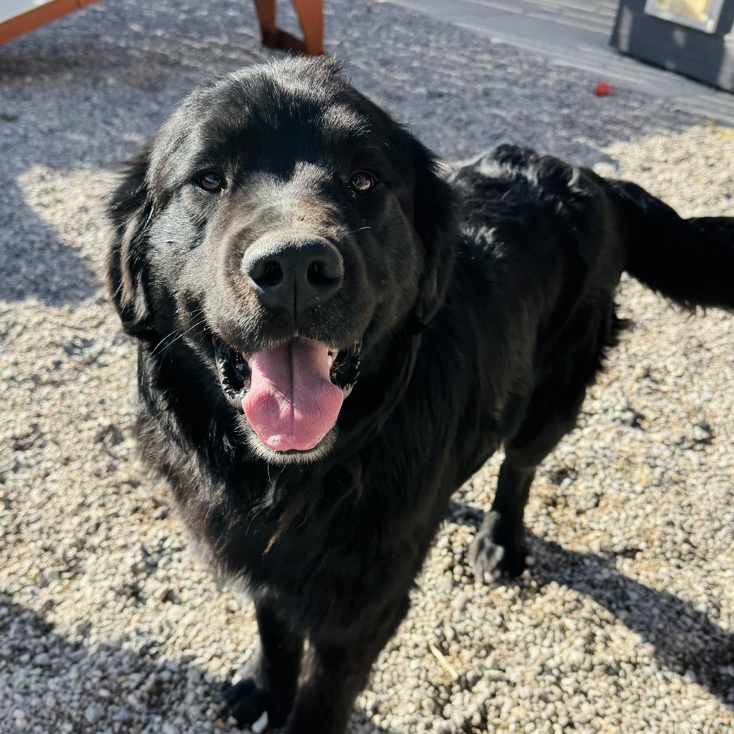 Enlarge Toodles/Leo (Pink collar), a Adoptable mixed breed in Lander, WY image 1/1
