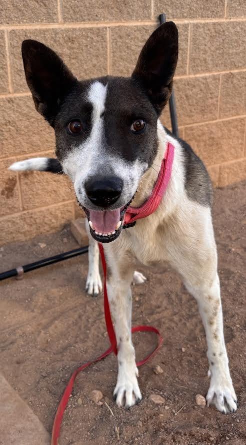 Lola, Adoptable, Adult Female Mixed Breed.