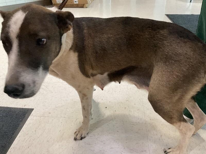 Enlarge Lola, a Adoptable Mixed Breed in Hobbs, NM image 2/6