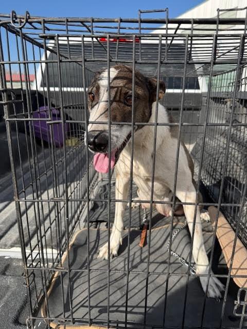 Enlarge Lola, a Adoptable Mixed Breed in Hobbs, NM image 3/6