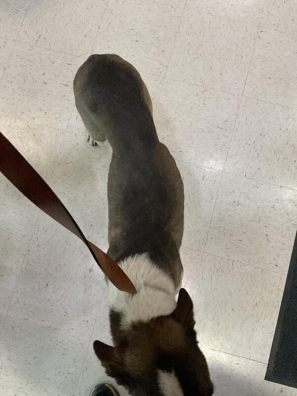 Enlarge Lola, a Adoptable Mixed Breed in Hobbs, NM image 4/6