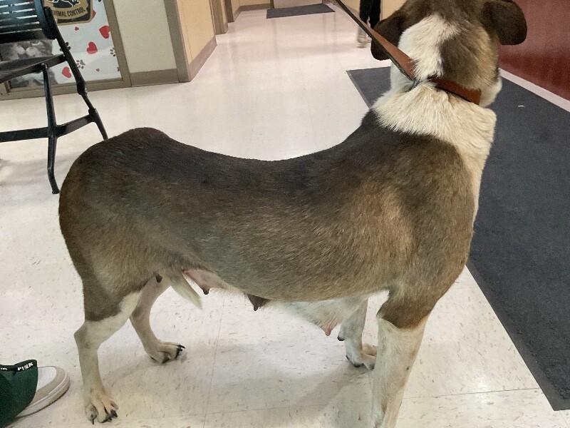 Enlarge Lola, a Adoptable Mixed Breed in Hobbs, NM image 6/6