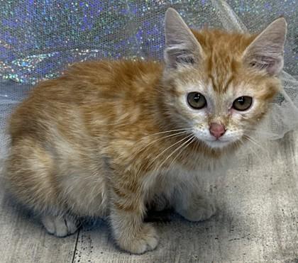 Duncan, Adoptable, Adult Male Domestic Short Hair & Domestic Short Hair.