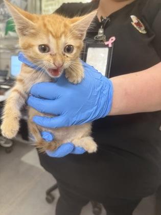 Enlarge Duncan, a Adoptable mixed breed in Shreveport, LA image 2/2