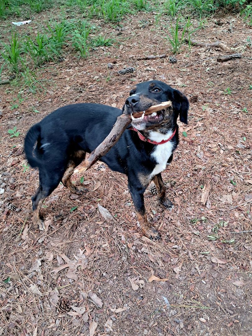 Mazie-MI, a Adoptable mixed breed in Ann Arbor, MI image 3/5